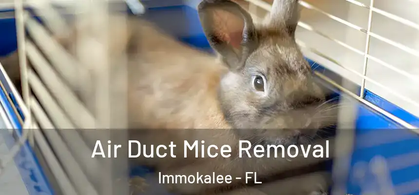 Air Duct Mice Removal Immokalee - FL